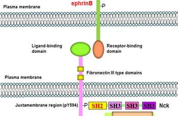 EPHB1 receptor tirozin kináz azonosítása daganat-biomarkerként