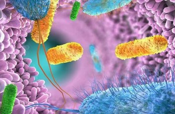 A bélbaktériumok bakteriofágjai befolyásolják a daganatterápia hatékonyságát